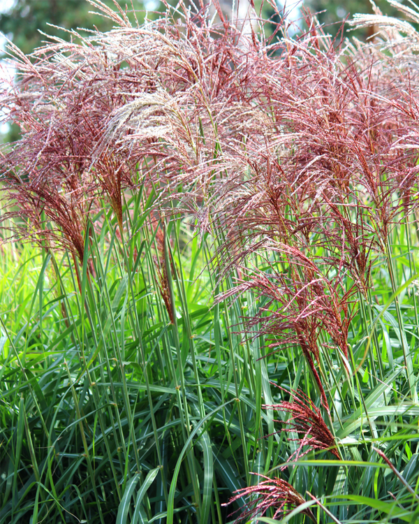 Miscanthus sin. 'Malepartus', Elefantgræs - 50-70 cm