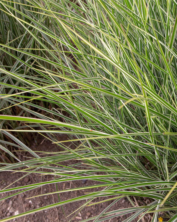 Miscanthus sin. 'Variegatus', Elefantgræs - 50-70 cm