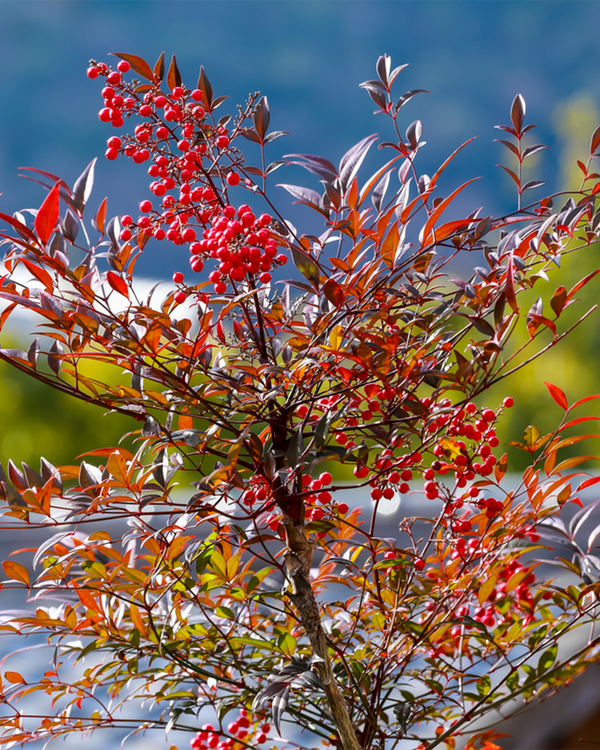 Nandina domestica, Lykkebambus - 20-30 cm