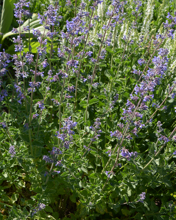 Nepeta fas. 'Walkers Low', Blåkant - 10-20 cm