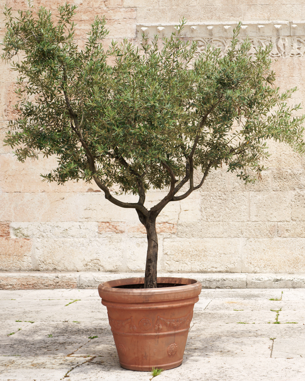 Olea Europaea, Oliven - 160-180 cm