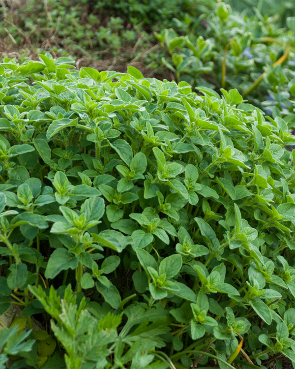 Oregano vulgare, Oregano - 10-20 cm