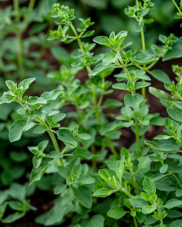 Origanum majorana, Merian - 10-20 cm