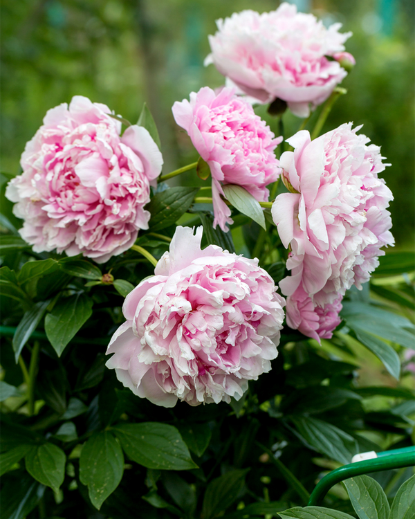 Paeonia lact. 'Sarah Bernhardt', Pæon - Silkepæon - 20-30 cm