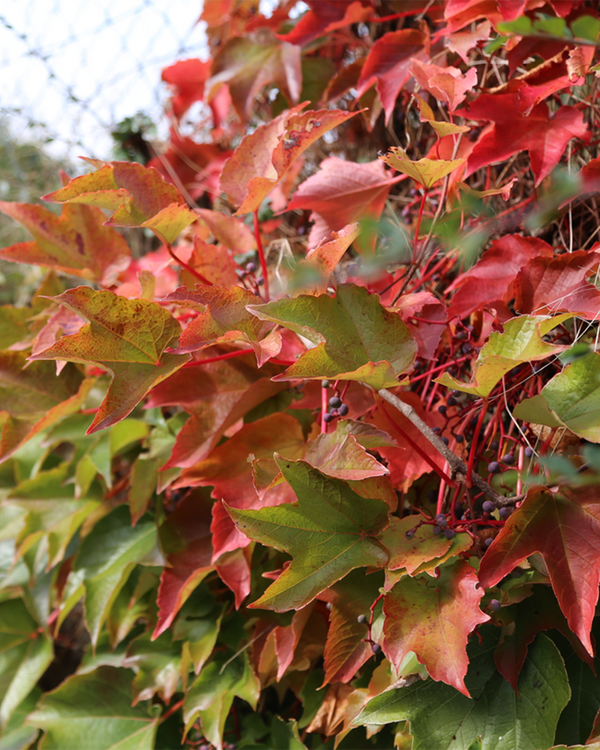 Parthenocissus qu. 'Engelmannii', Vildvin - 80-100 cm