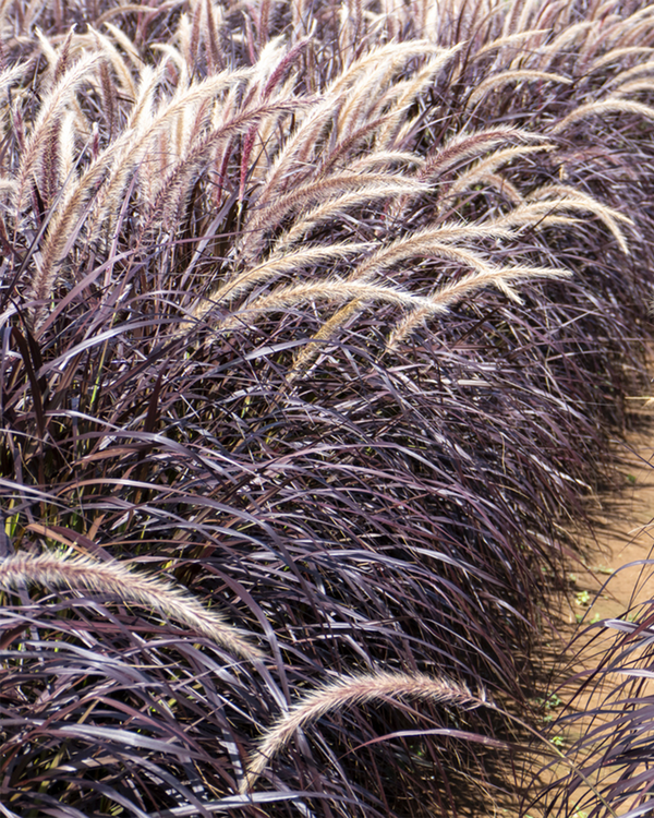 Pennisetum advena 'Rubrum', Lampepudsergræs - 20-30 cm