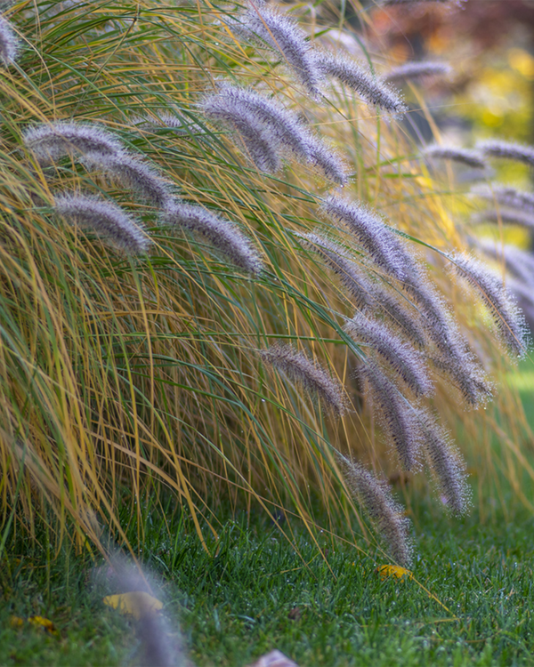 Pennisetum  alop. 'Hameln', Lampepudsergræs - 30-40 cm