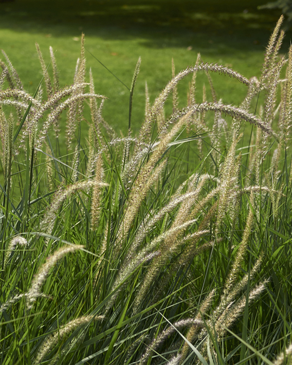 Pennisetum orien. 'Fairy Tails', Lampepudsergræs - 20-30 cm