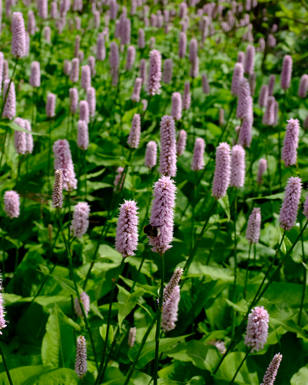 Persicaria bist. 'Superba', Slangeurt - 20-30 cm