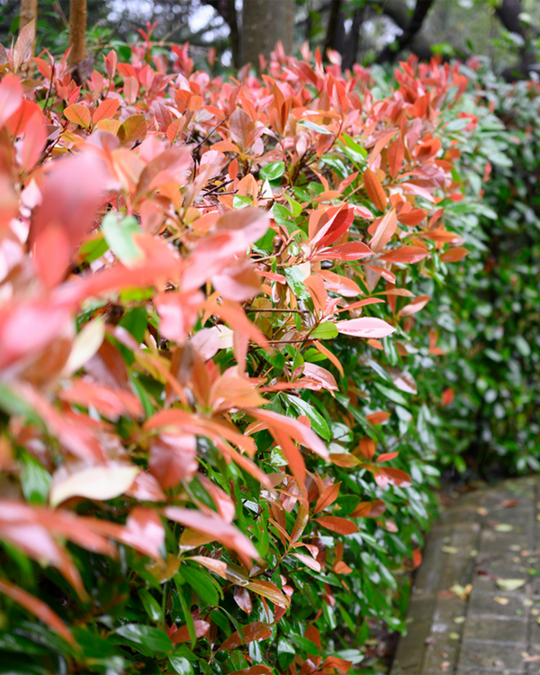 Photinia fra. 'Carre Rouge', Glansmispel - 40-60 cm