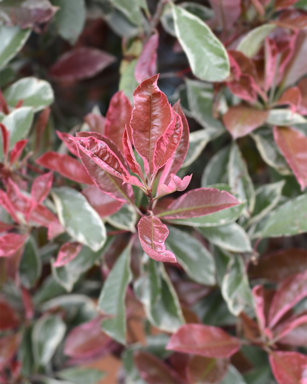 Photinia fras. 'Pink Marble', Glansmispel - 120-140 cm