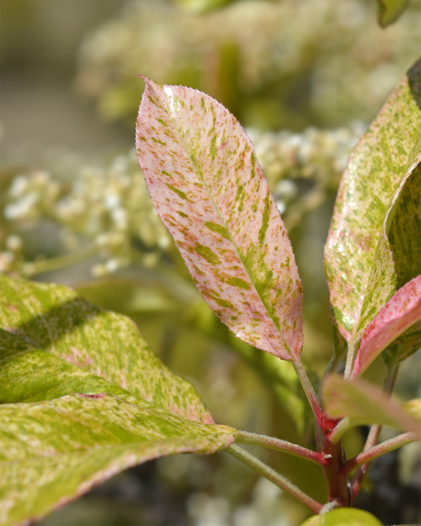 Photinia ser. 'Pink Crispy', Glansmispel - 50-70 cm