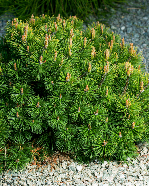 Pinus mughus 'Mops', Dværgfyr - 20-30 cm