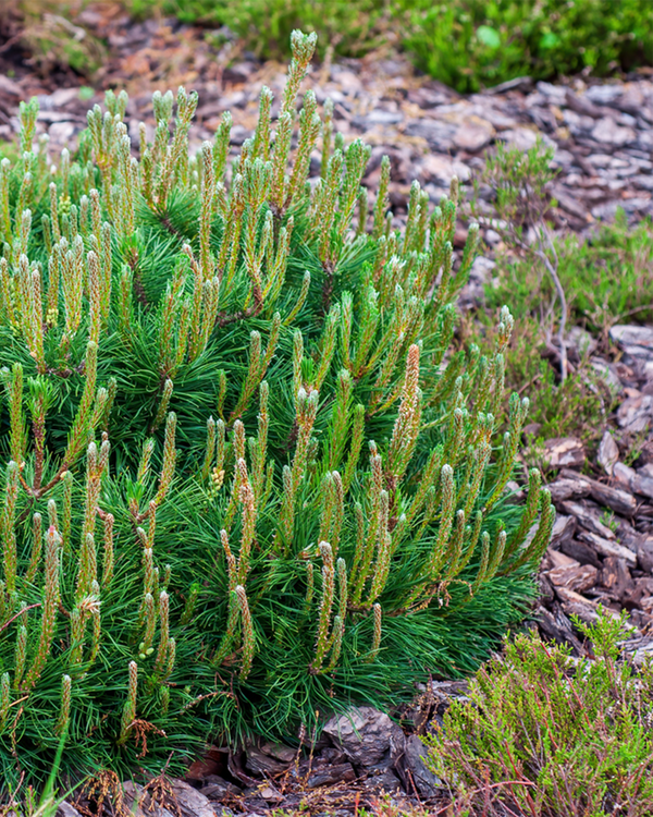 Pinus mugo 'Mughus', Dværg Bjergfyr - 40-60 cm