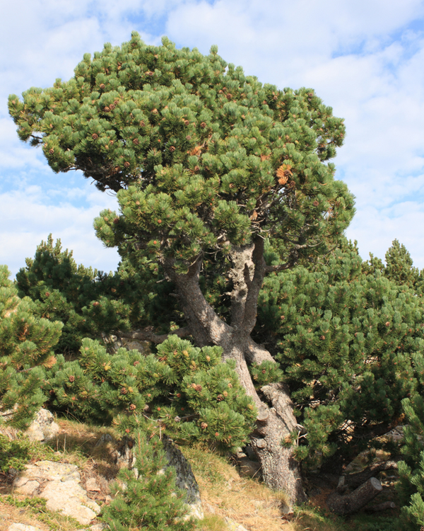 Pinus uncinata, Fransk Bjergfyr - 50-70 cm