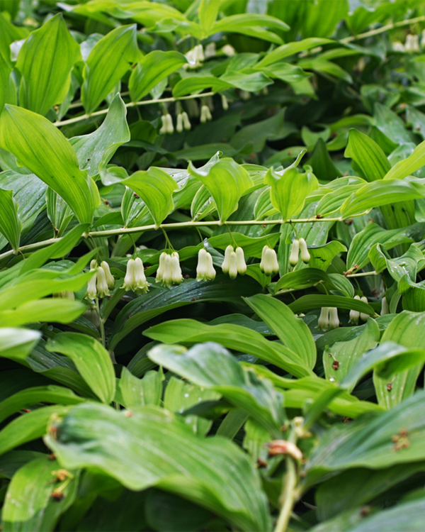 Polygonatum multiflorum, Storkonval - 10-20 cm