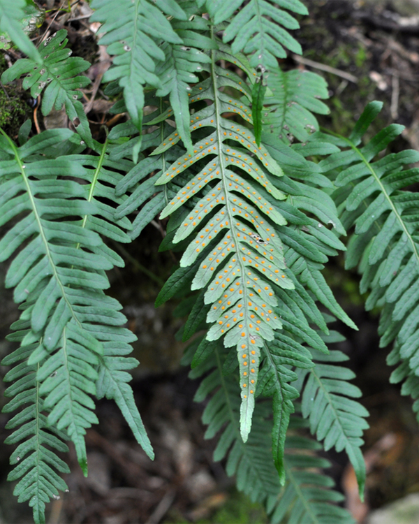 Polypodium vulgare, Alm. Engelsød - 10-20 cm