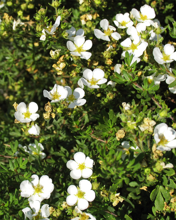 Potentilla frut. 'Mckays White', Buskpotentil - 20-30 cm