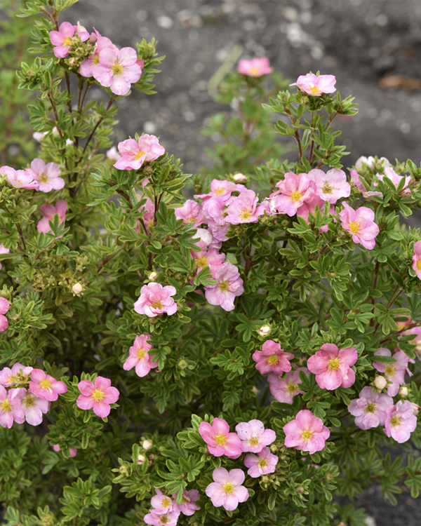 Potentilla frut. 'Pink', Buskpotentil - 20-30 cm
