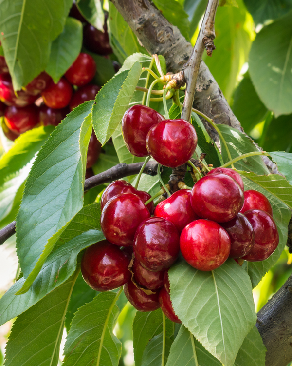 Prunus av. 'Stella', Morel - Sødkirsebær - 160-180 cm
