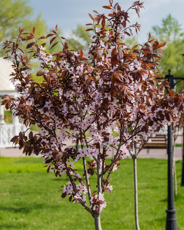 Prunus cer. 'Nigra', Blodblomme - 350-400 cm