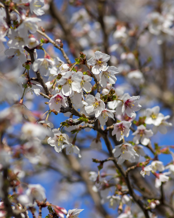 Prunus inc. 'Kojou No Mai', Prydkirsebær - 120-140 cm