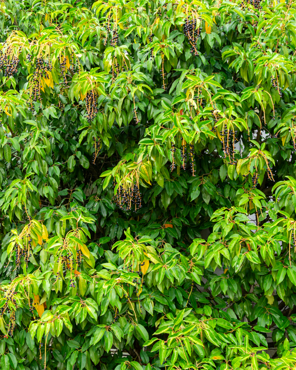Prunus lusitanica, Kirsebærlaurbær - Portugisisk - 60-80 cm
