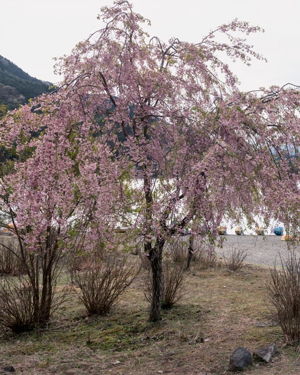 Prunus ser. 'Kanzan', Japansk Kirsebær - 200-250 cm