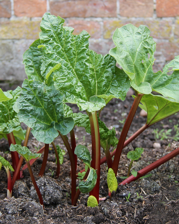 Rheum 'Elmsblitz', Rabarber - 10-20 cm
