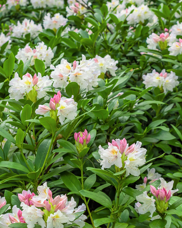Rhododendron hyb. 'Cunninghams White', Rhododendron - Alperose - 50-70 cm
