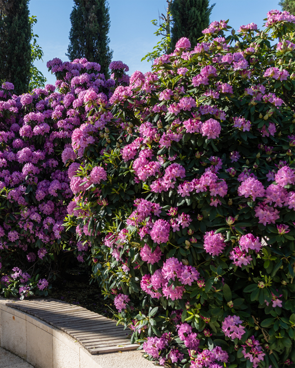 Rhododendron hyb. 'Roseum Elegans', Rhododendron - Alperose - 50-70 cm