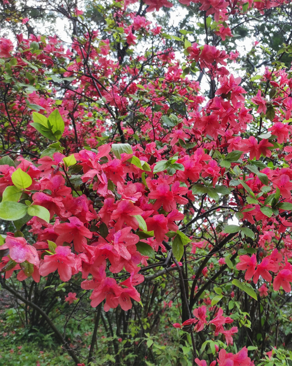 Rhododendron jap. 'Geisha Red', Japansk Azalea - 20-30 cm