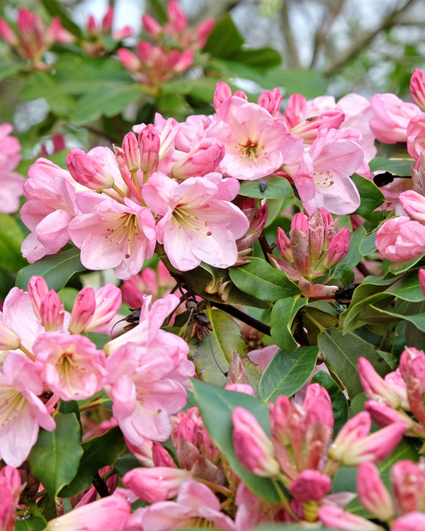 Rhododendron yak. 'Percy Wiseman', Rhododendron - Alperose - 40-60 cm