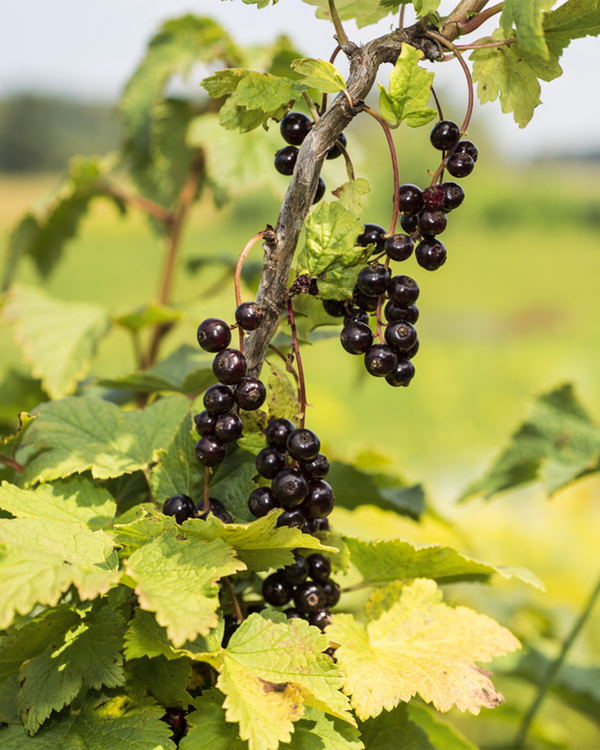 Ribes nigrum, Solbær - 50-70 cm