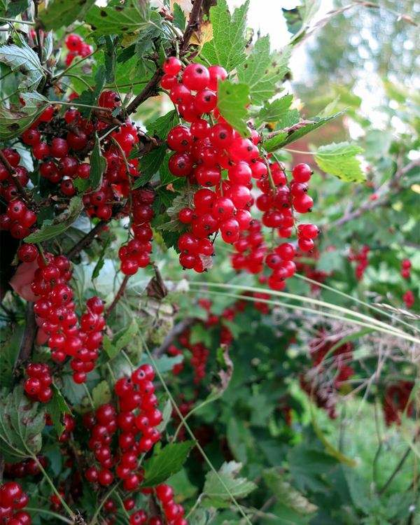 Ribes rubrum 'Rovada', Ribs - 50-70 cm