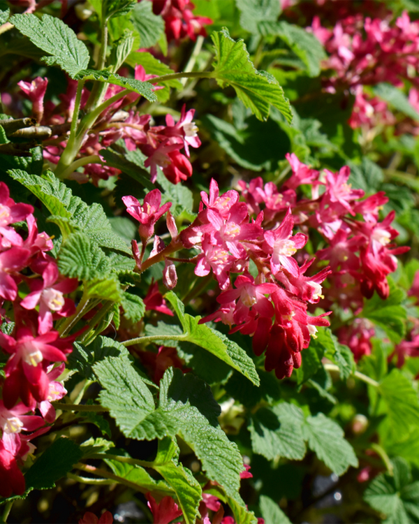 Ribes san. 'Paulborough Scarlet', Blodribes - 60-80 cm