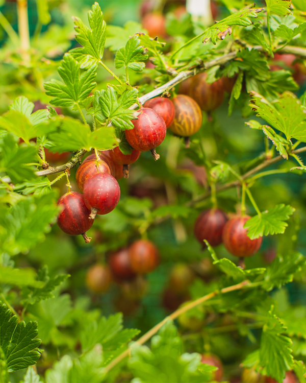 Ribes uva crispum 'Larell', Stikkelsbær - 50-70 cm