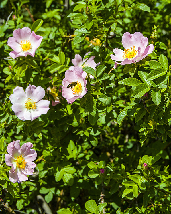 Rosa Dumalis, Blådugget Rose - Vildrose - 40-60 cm