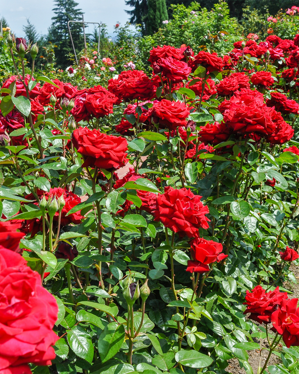 Rosa hyb. 'Ingrid Bergman', Rose 'Ingrid Bergman' - Storblomstret - 20-30 cm