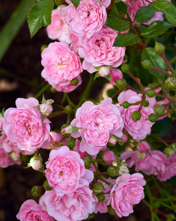 Rosa hyb. 'Pink Fairy', Rose 'Pink Fairy' - Bunddække - 20-30 cm