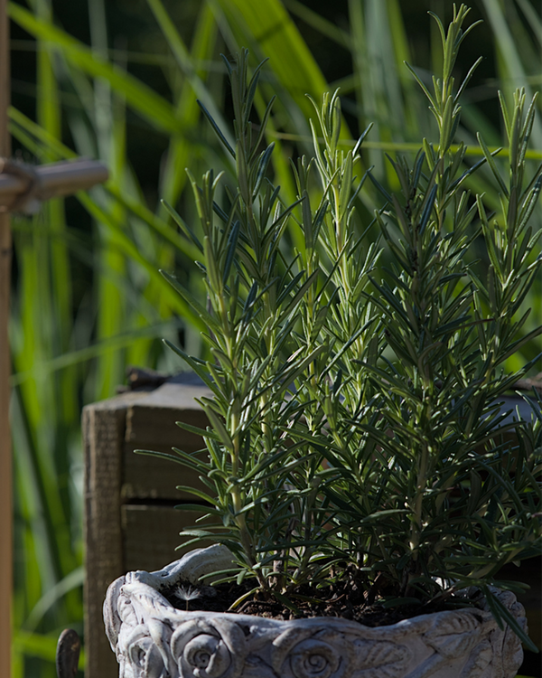 Rosmarin officinalis, Rosmarin - 20-30 cm