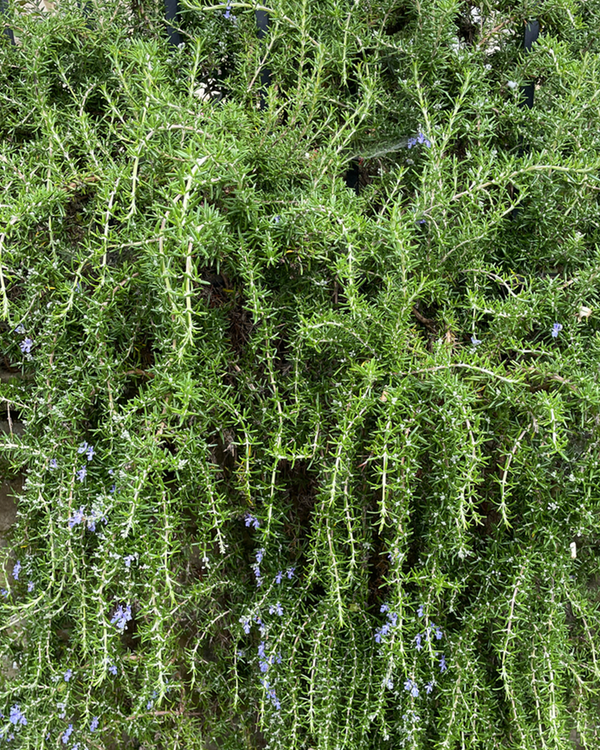 Rosmarinus off. 'Prostrata', Rosmarin - Krybende - 10-20 cm