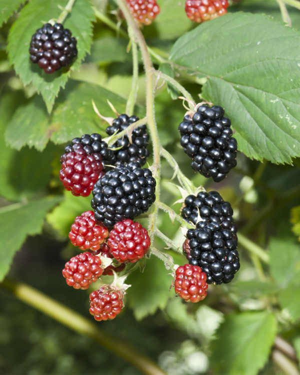 Rubus frut.  'Thornless Evergreen', Brombær - Stedsegrøn - 40-60 cm