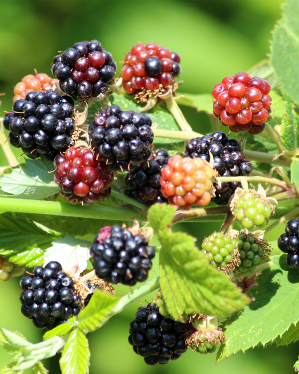 Rubus fruticosa, Brombær - 40-60 cm