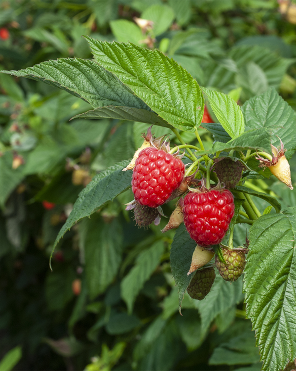Rubus id. 'Ruby Beauty', Sommer Hindbær - 40-60 cm