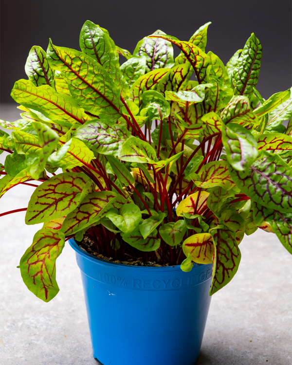 Rumex sanguineus, Rødbladet Syre - 10-20 cm