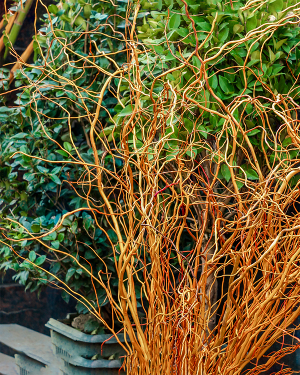 Salix mats. 'Tortuosa', Troldpil - 20-30 cm