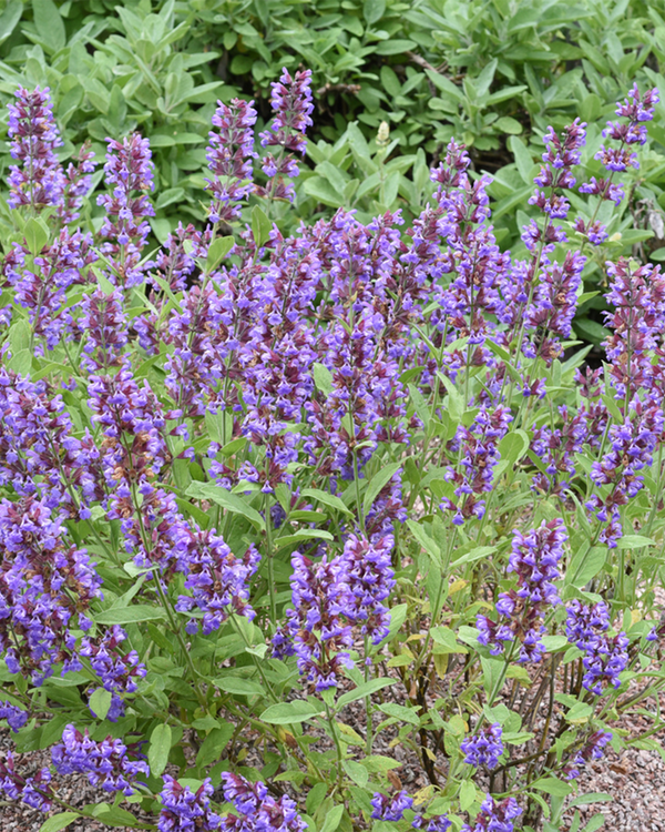 Salvia officinalis, Salvie - Grøn - 10-20 cm