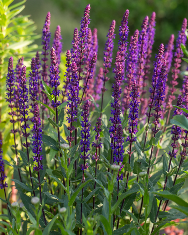 Salvia nem. 'Caradonna', Salvie - Staudesalvie - 10-20 cm