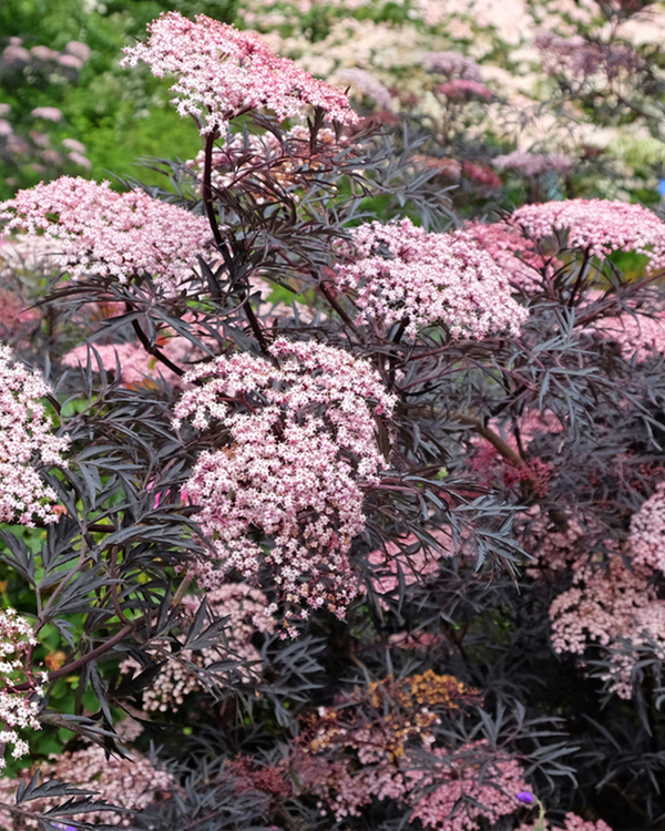 Sambucus nigra 'Purpureum', Rødbladet Hyld - 30-40 cm